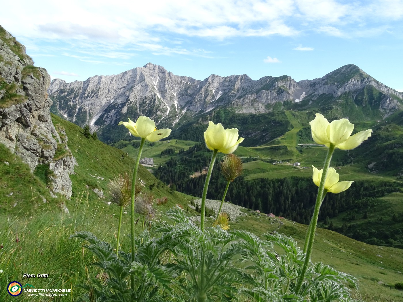 82  Pulsatilla alpina sulfurea (Pulsatilla sulphurea) per Cavallo-Pegherolo-Secco.JPG